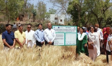 उदयपुर में फसलों में जिंक की कमी दूर करने के लिए किसानों के लिए ग्लोबल पहल