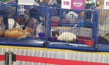 एशिया का सबसे बड़ा कैट शो आयोजित