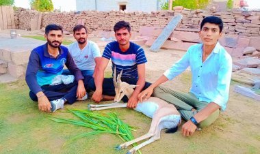 ग्रामीणों ने हिरण को आवारा कुत्तों के हमले से बचाया