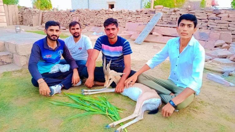 ग्रामीणों ने हिरण को आवारा कुत्तों के हमले से बचाया