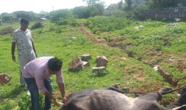 जालोर : गायों मे फैली बीमारी लम्पी स्किन को लेकर चुन्नीलाल चाडवास का दौरा