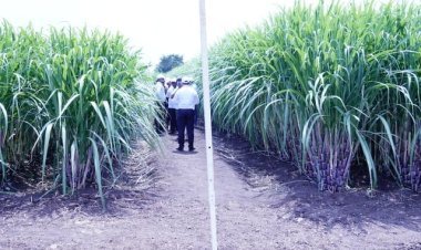 यूपीएल ने शाश्वत मिठास से लिखी टिकाऊ कृषि की नई कहानी