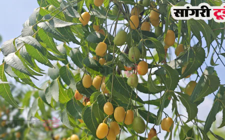 नीम की निम्बोली : कड़वी लेकिन सेहत के लिए अमृत