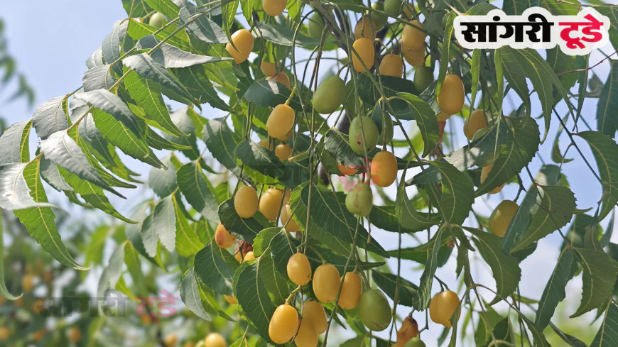 नीम की निम्बोली : कड़वी लेकिन सेहत के लिए अमृत